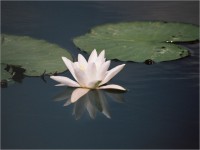 "Kraina Elfów" w Smołdzinie