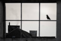 Pokazali światu Skolwin